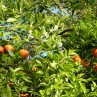 Why Don't You Have Fruit Trees? 1