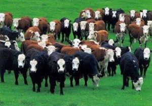 herd-mentality-real-estate