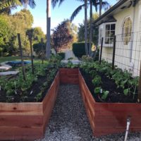 Staying Productive During a Pandemic - Raised Container Gardening Beds
