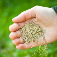 The best time to plant grass seed