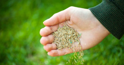 The best time to plant grass seed