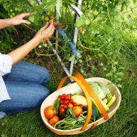Natural Methods to Get Rid of Snails