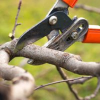 the best time to cut fruit trees in Southern California