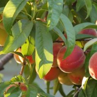 best time to plant fruit trees in Southern California