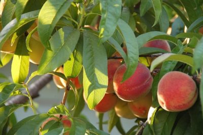 best time to plant fruit trees in Southern California