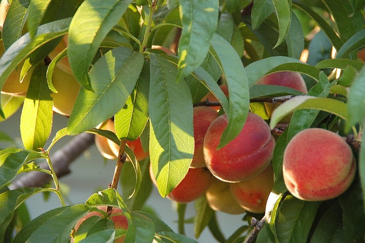 BEST TIME TO PLANT FRUIT TREES IN NORTHERN CALIFORNIA visual data 2