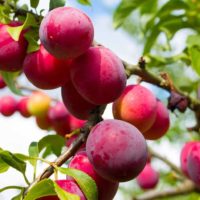 best time to prune Los Angeles Fruit Trees