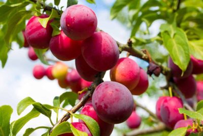 best time to prune Los Angeles Fruit Trees