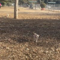 Top Dog Parks La Crescenta Glendale and Pasadena Neighborhoods