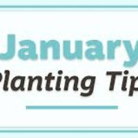 La Canada Gardening Tips: What to Plant in January 2026