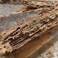 annual termite inspection is important